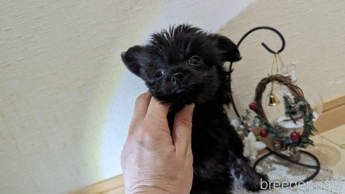 成約済の広島県のチワプー:チワワ×トイプードル-271213の193枚目