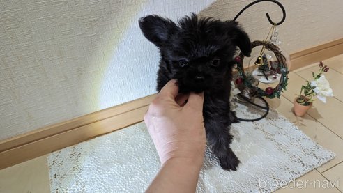 成約済の広島県のチワプー:チワワ×トイプードル-271213の190枚目