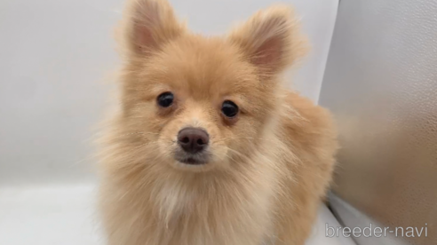 販売中の東京都のポメラニアン-244833の14枚目