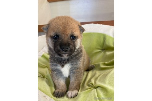 成約済の茨城県の豆柴-278354の1枚目