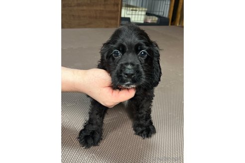 成約済の東京都のミックス犬-278363
