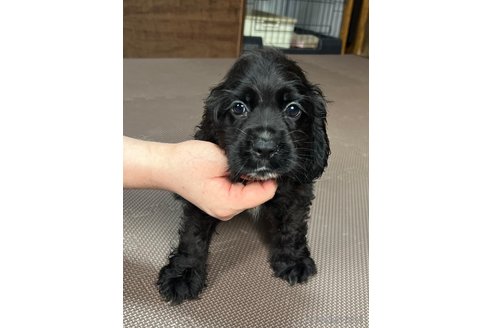 成約済の東京都のミックス犬-278363の2枚目