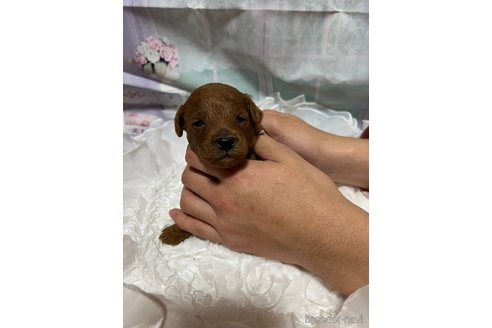 成約済の広島県のタイニープードル-278373の17枚目