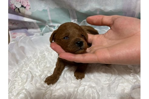 成約済の広島県のタイニープードル-278373の18枚目