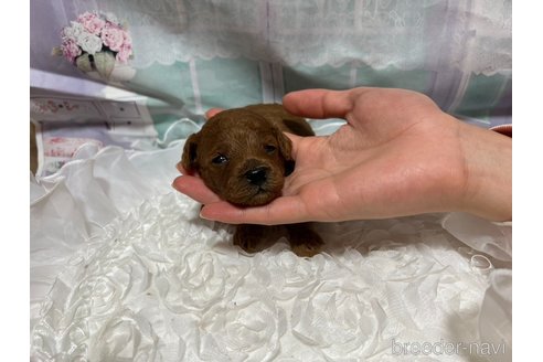 成約済の広島県のタイニープードル-278373の19枚目