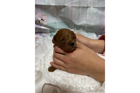 成約済の広島県のタイニープードル-278373の20枚目
