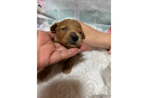 成約済の広島県のタイニープードル-278374の31枚目