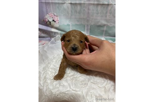 販売中の広島県のタイニープードル-278374