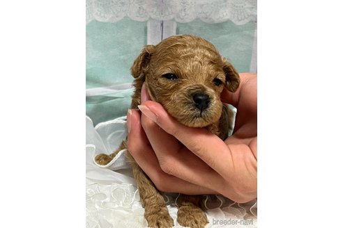 成約済の広島県のタイニープードル-278375の26枚目