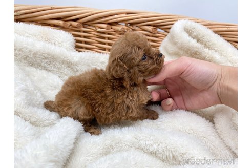 成約済の愛知県のトイプードル-277870の4枚目