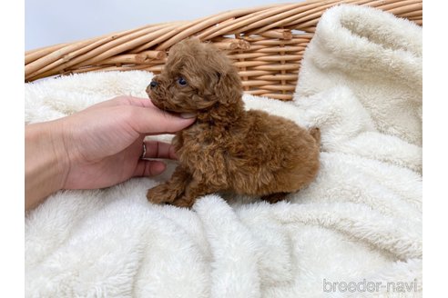 成約済の愛知県のトイプードル-277870の5枚目