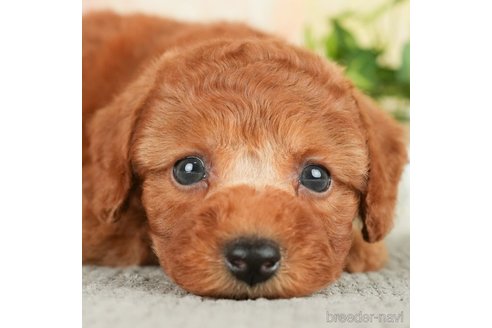 成約済の千葉県のトイプードル-278382