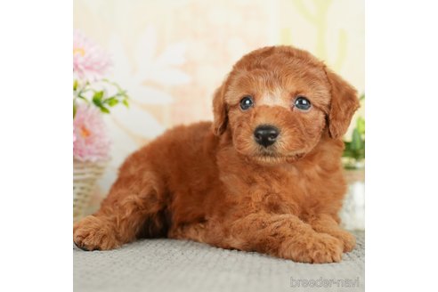 成約済の千葉県のトイプードル-278382の2枚目