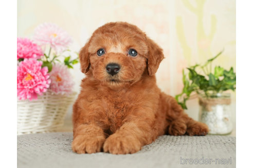 成約済の千葉県のトイプードル-278382の4枚目