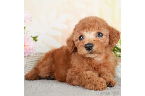 成約済の千葉県のトイプードル-278383の1枚目