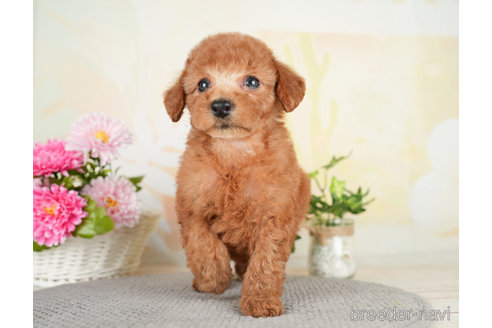 成約済の千葉県のトイプードル-278383の2枚目