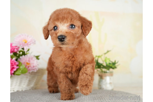 成約済の千葉県のトイプードル-278383の4枚目