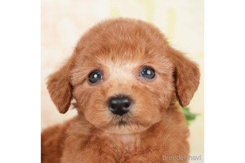 成約済の千葉県のトイプードル-278383の3枚目