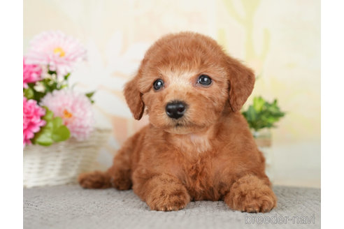 成約済の千葉県のトイプードル-278383の5枚目