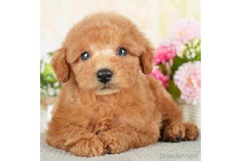 成約済の千葉県のトイプードル-278384の1枚目