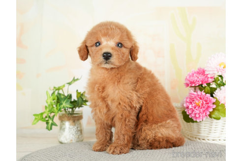 成約済の千葉県のトイプードル-278384の4枚目