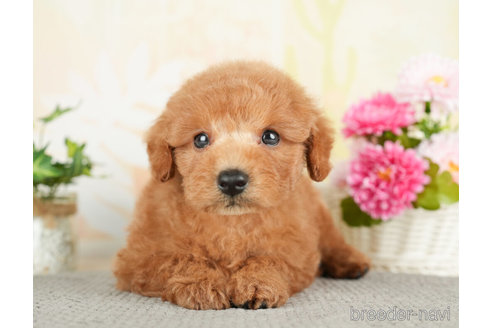 成約済の千葉県のトイプードル-278384の5枚目