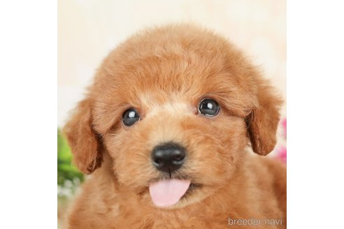 成約済の千葉県のトイプードル-278384の2枚目