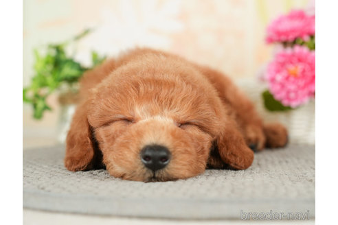 成約済の千葉県のトイプードル-278384の3枚目