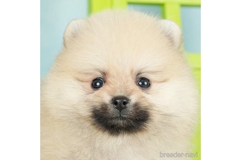 成約済の千葉県のポメラニアン-278387の3枚目