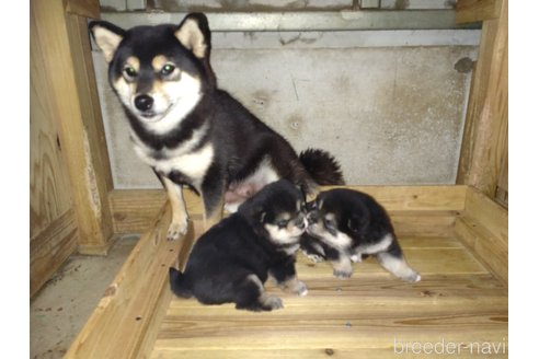 成約済の鹿児島県の柴犬-277208の7枚目