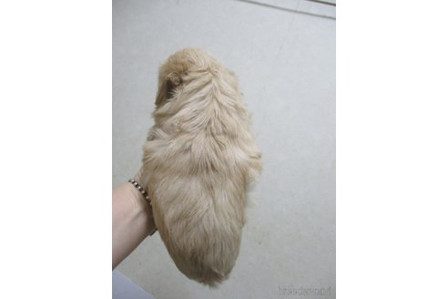 成約済の鳥取県のマルプー:マルチーズ×トイプードル-276962の2枚目