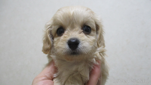 成約済の鳥取県のマルプー:マルチーズ×トイプードル-276962の1枚目