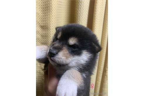 成約済の愛知県の柴犬-277513の3枚目