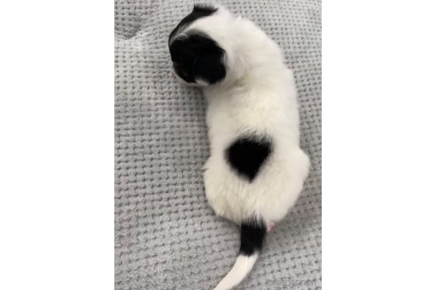 成約済の福岡県のチワックス:チワワ×ミニチュアダックスフンド-278505の12枚目