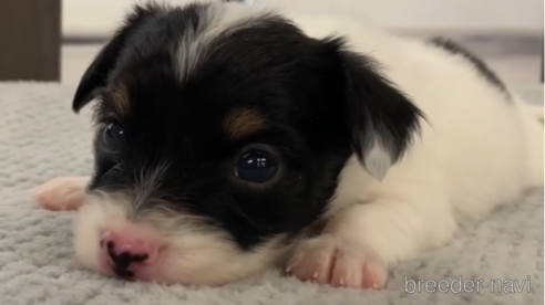 成約済の福岡県のチワックス:チワワ×ミニチュアダックスフンド-278505の11枚目