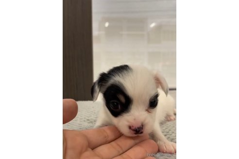 成約済の福岡県のチワックス:チワワ×ミニチュアダックスフンド-278509の11枚目