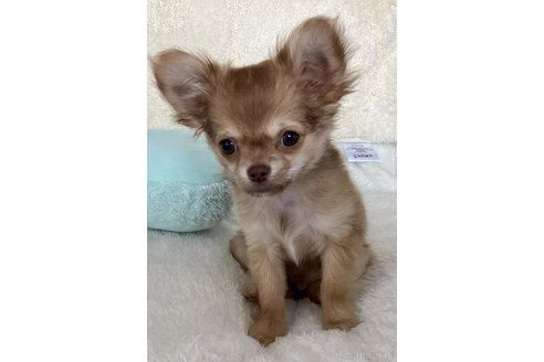 販売中の北海道のチワワ(ロングコート)-267348