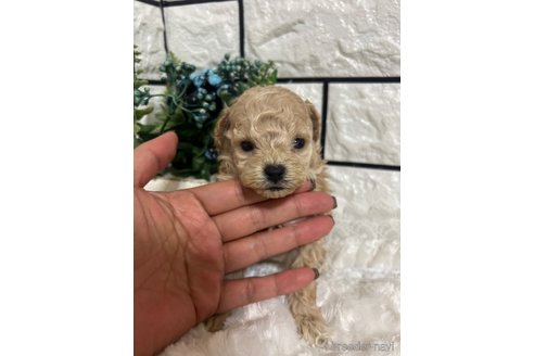 販売中の兵庫県のティーカッププードル-278518