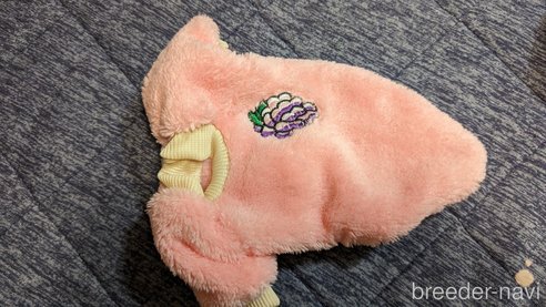 成約済の広島県のチワプー:チワワ×トイプードル-271215の144枚目