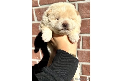 成約済の埼玉県の柴犬-278571の5枚目