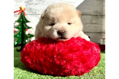 成約済の埼玉県の柴犬-278571の6枚目