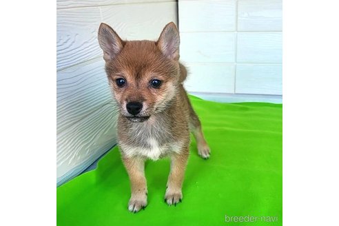 成約済の茨城県のミックス犬-271695の9枚目