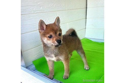 成約済の茨城県のミックス犬-271695の8枚目