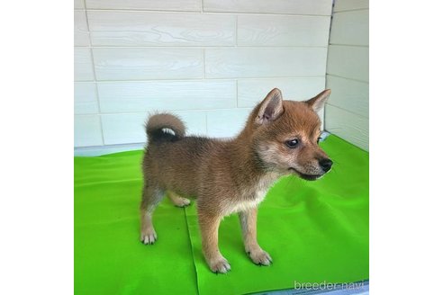 成約済の茨城県のミックス犬-271695の7枚目