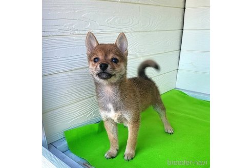 成約済の茨城県のミックス犬-271695の6枚目