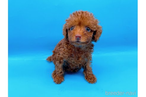 成約済の東京都のタイニープードル-278621の11枚目