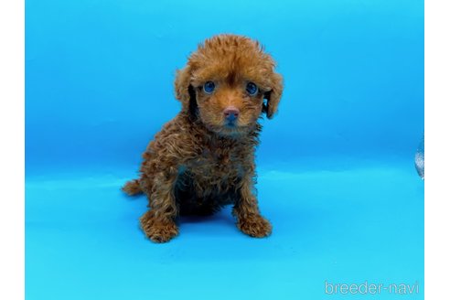 成約済の東京都のタイニープードル-278621の12枚目