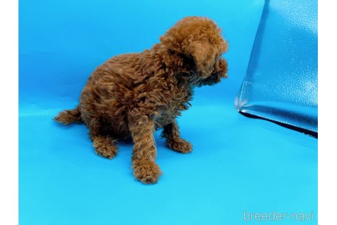 成約済の東京都のタイニープードル-278621の7枚目