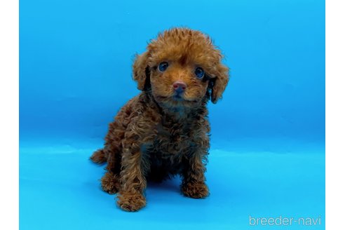 成約済の東京都のタイニープードル-278621の8枚目