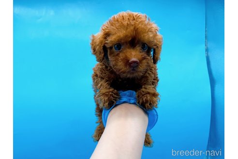 成約済の東京都のタイニープードル-278621の9枚目